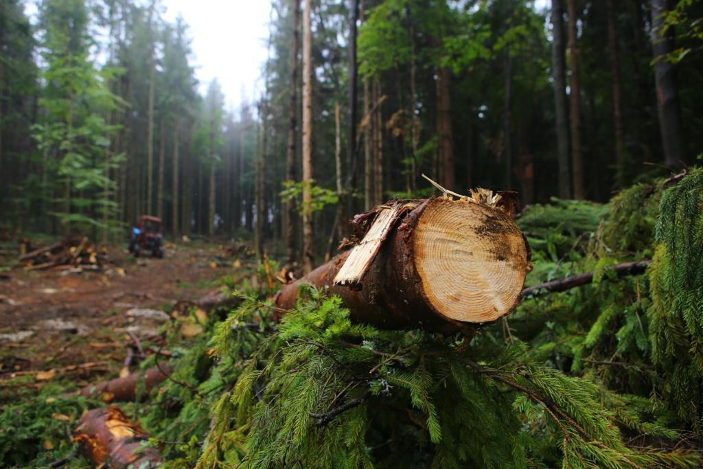 Під час лісових робіт загинув житель Карвинівки