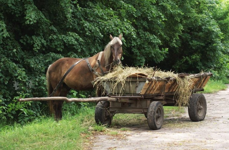 Чуднівські поліцейські повернули власникам викрадених коней