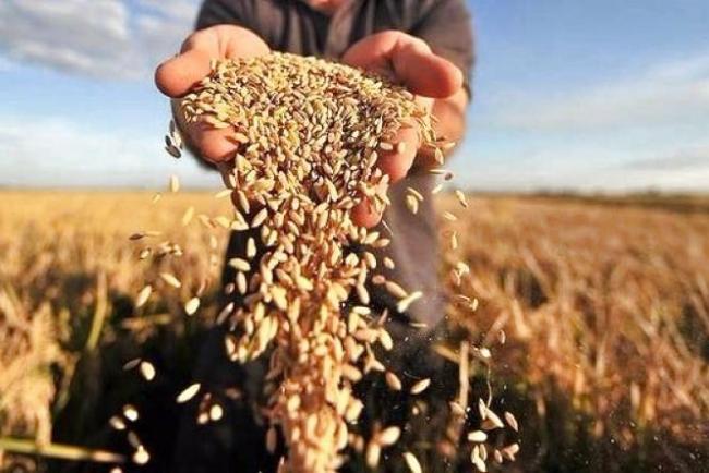 Жнива-2022 на Житомирщині: зібрано близько 50 % ранніх зернових та зернобобових культур