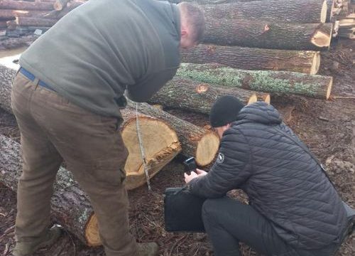У незаконній вирубці дерев злочинному угрупуванню сприяв майстер лісу