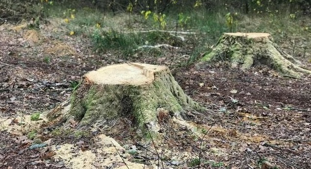 Жителя Любарської ТГ засуджено за незаконну порубку дерев