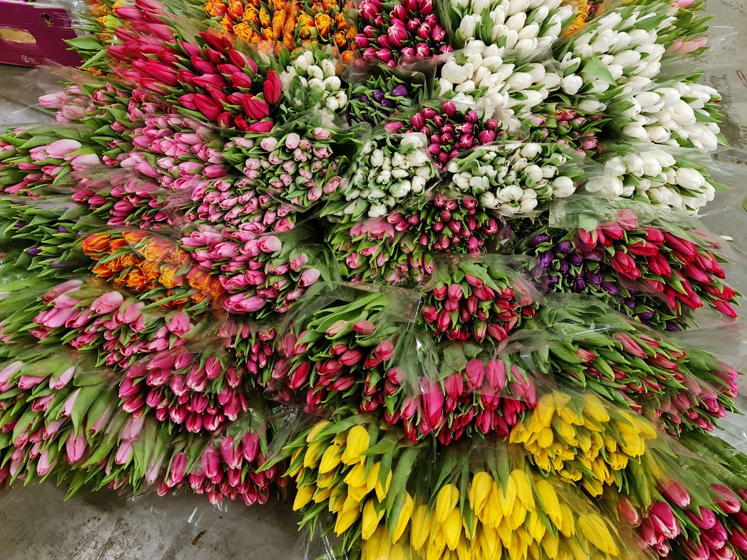 Спроба закупити дешево квіти закінчилася втратою понад 23 тис грн
