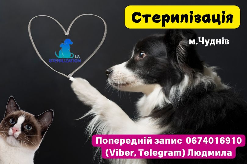 Стерилізація тварин у Чуднові від зооволонтерів