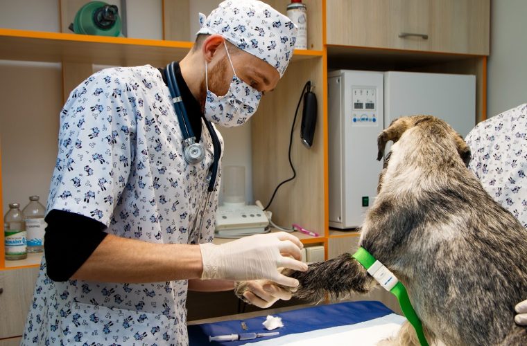 Для лікарів ветеринарної медицини є робота