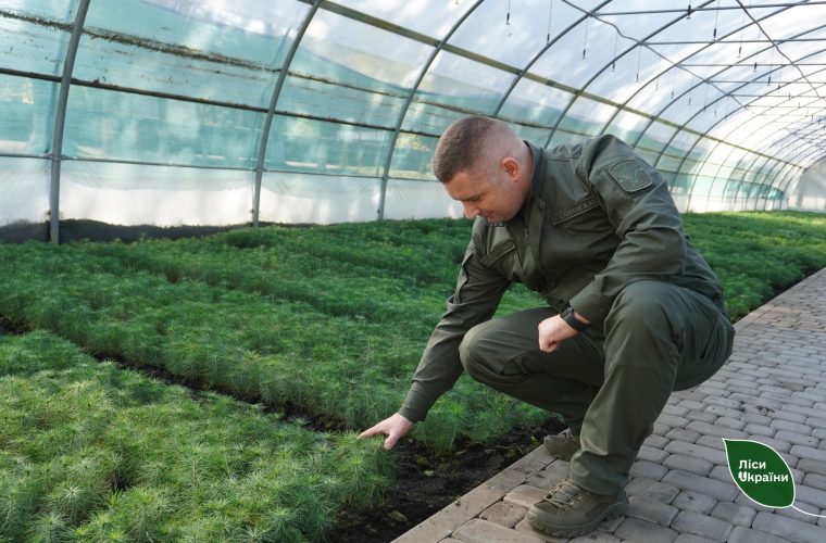 8,5 мільйонів дерев висадять на Житомирщині цієї осені: які породи відновлюють