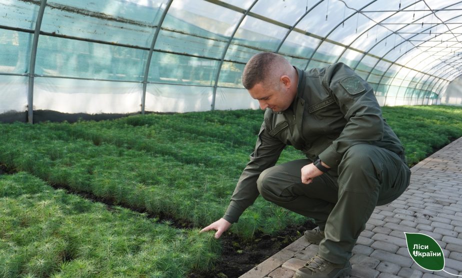 8,5 мільйонів дерев висадять на Житомирщині цієї осені: які породи відновлюють