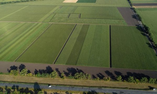 Депутатку сільради викрито у махінаціях з орендою земель в Чуднівській громаді