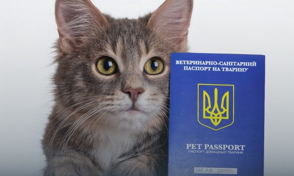 Як оформити ветпаспорт у Чуднові та коли можуть відмовити у його видачі, - Держпродспоживслужба