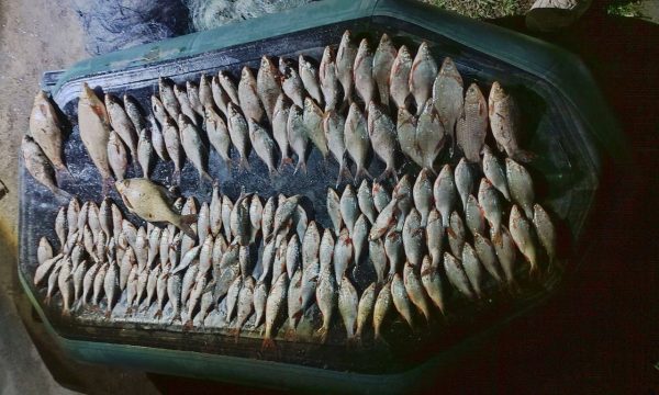 Двох жителів Вільшанської територіальної громади засуджено за незаконний вилов риби