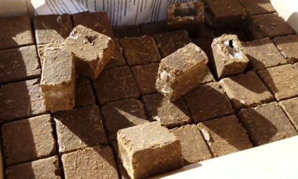 Чуднівська громада: відбудеться кампанія з пероральної імунізації диких м’ясоїдних тварин проти сказу
