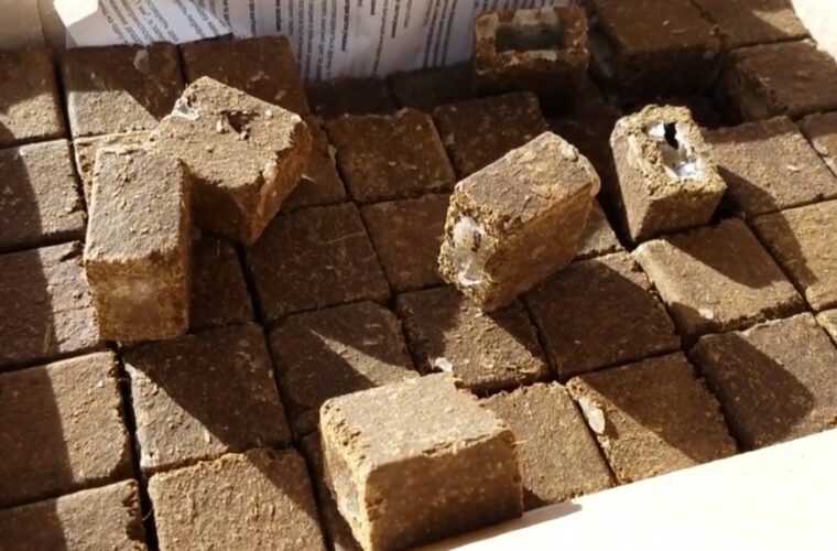 Чуднівська громада: відбудеться кампанія з пероральної імунізації диких м’ясоїдних тварин проти сказу