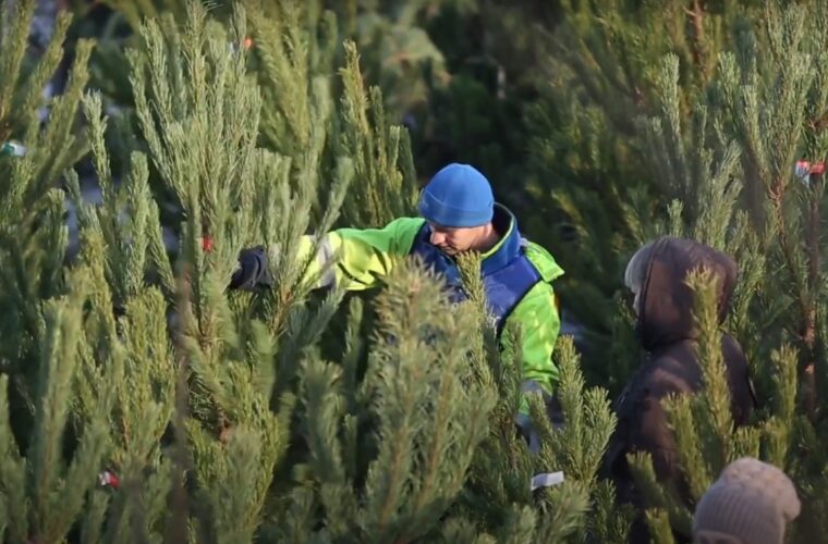 Незаконна вирубка хвойних карається штрафом: про ялинки напередодні свят