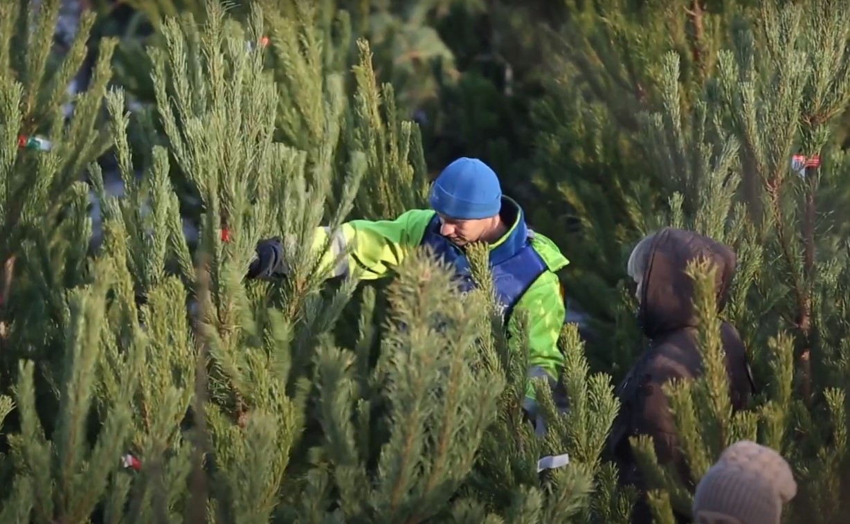 Незаконна вирубка хвойних карається штрафом: про ялинки напередодні свят
