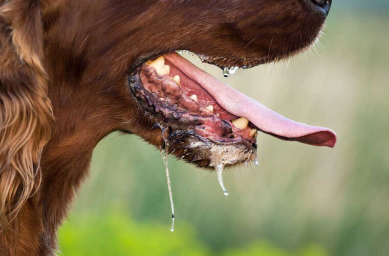 У Вільшанці вакцинуватимуть від сказу домашніх тварин