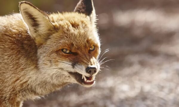 Щеплення домашніх тварин проти сказу у селищі Вакуленчук 21 листопада