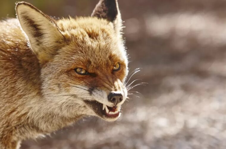 Щеплення домашніх тварин проти сказу у селищі Вакуленчук 21 листопада