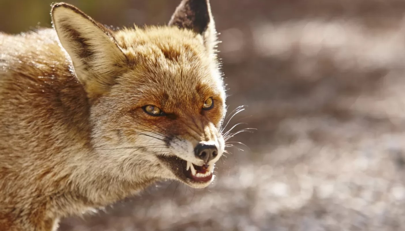 Щеплення домашніх тварин проти сказу у селищі Вакуленчук 21 листопада