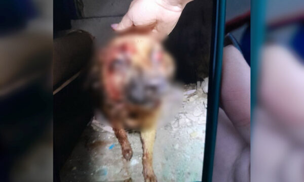 У Романові чоловік металевою трубою побив безпритульного собаку: поліція почала перевірку