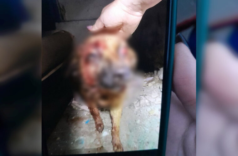 У Романові чоловік металевою трубою побив безпритульного собаку: поліція почала перевірку