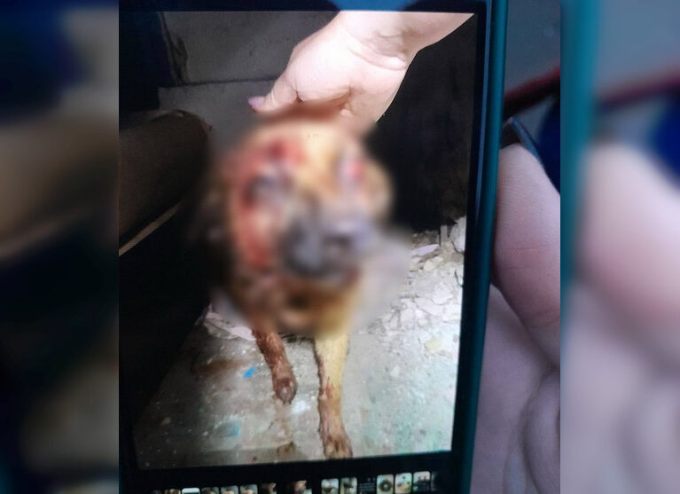 У Романові чоловік металевою трубою побив безпритульного собаку: поліція почала перевірку