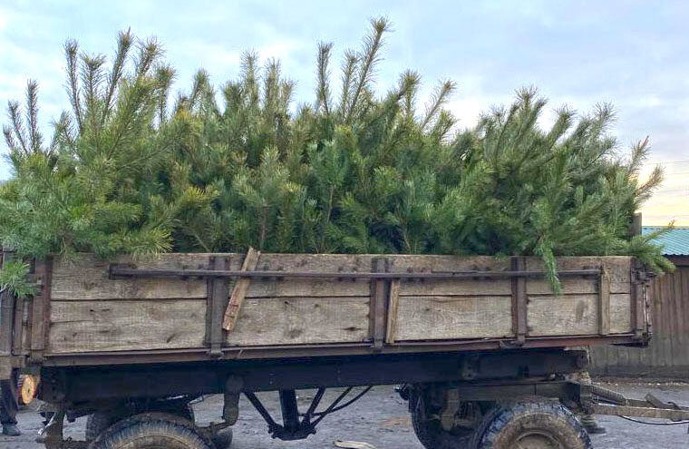 Втричі зросли штрафи за незаконну вирубку ялинок і сосен плюс діє кримінальна відповідальність