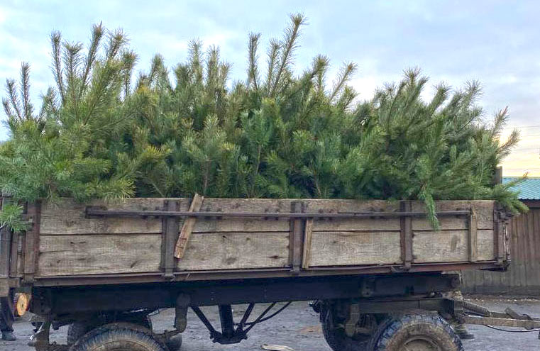 Втричі зросли штрафи за незаконну вирубку ялинок і сосен плюс діє кримінальна відповідальність