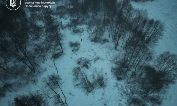 Масштабна незаконна порубка дерев у Чуднівській громаді біля М’ясківки: 4,9 млн грн збитків