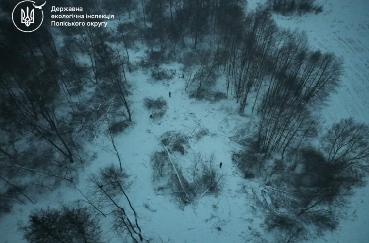 Масштабна незаконна порубка дерев у Чуднівській громаді біля М’ясківки: 4,9 млн грн збитків