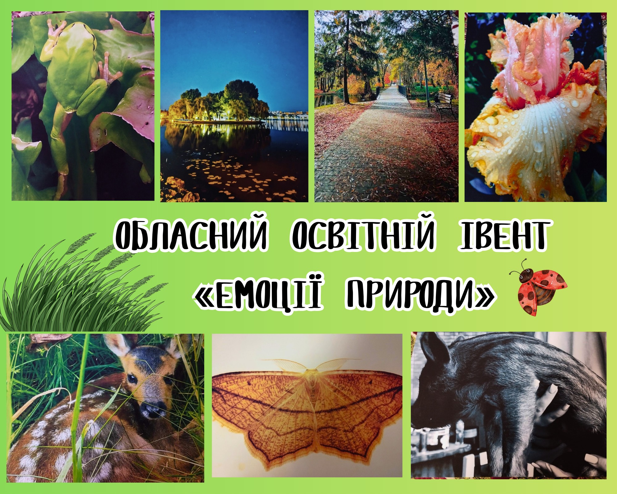 Перемоги учнів з Чуднівщини в обласному конкурсі «Емоції природи»